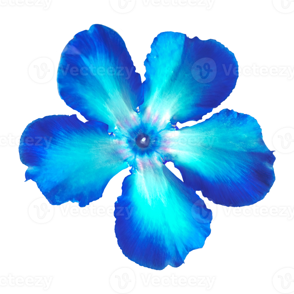 Blue Adenium obesum or desert rose tropical colorful ornamental plant. Photo of flowers isolated on a white or transparent background. png