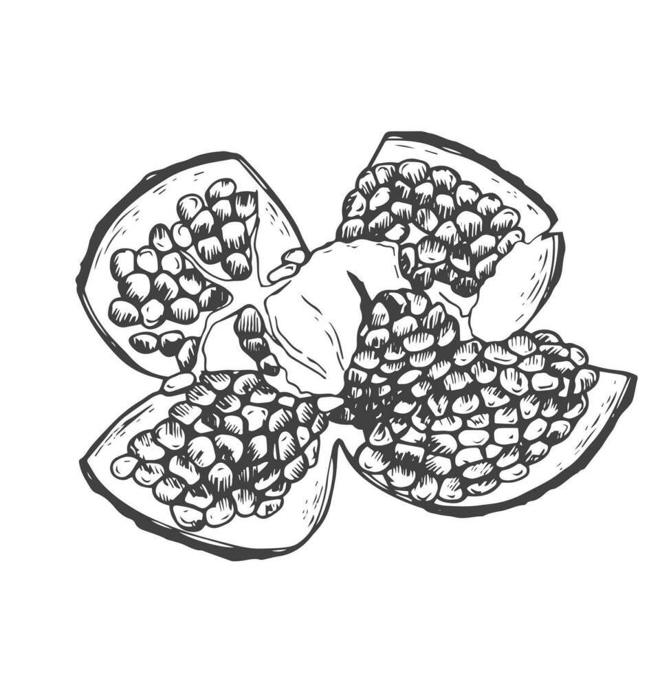 Pomegranate fruit ink sketch in vector