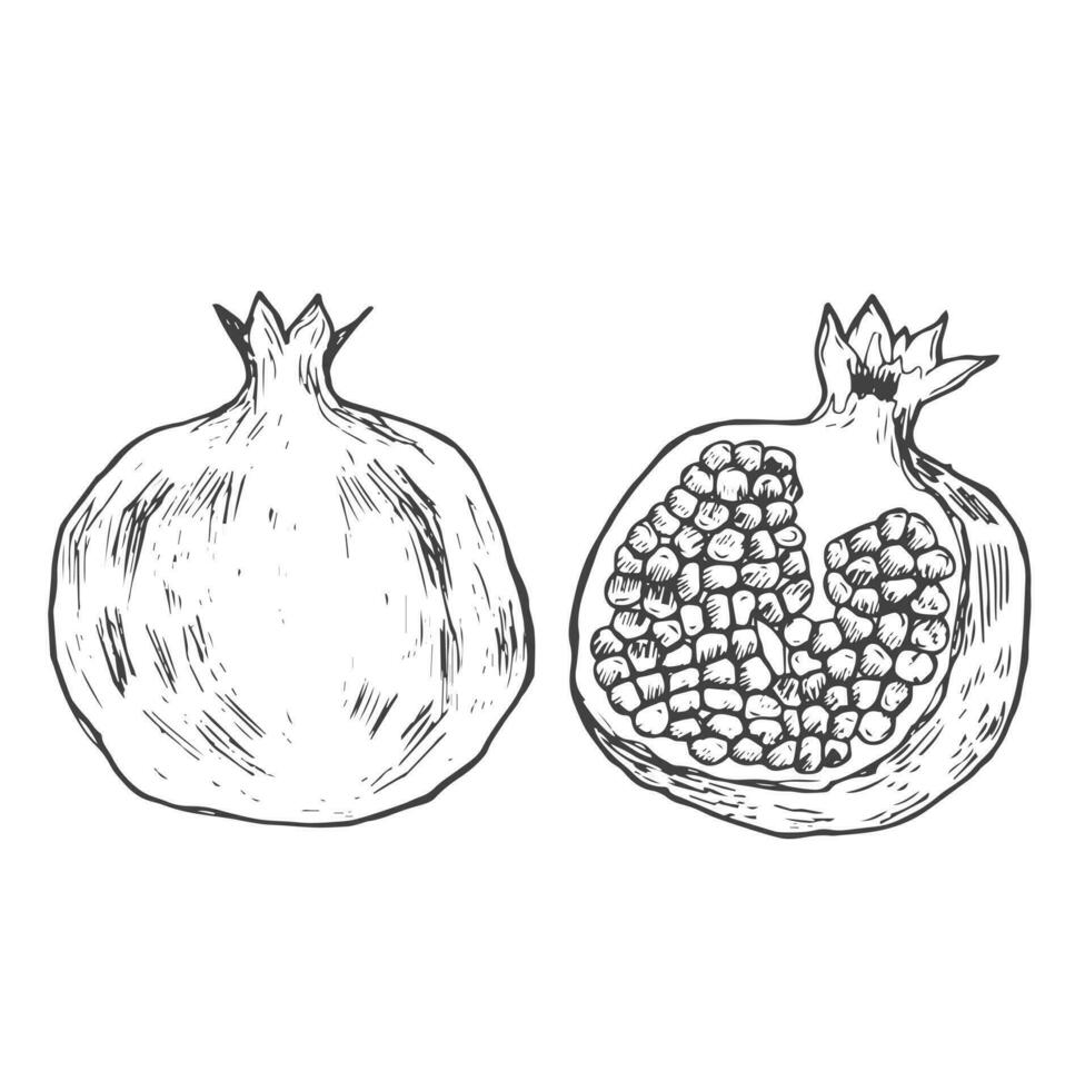 hand drawn illustration set of pomegranate, grain on white background. vector