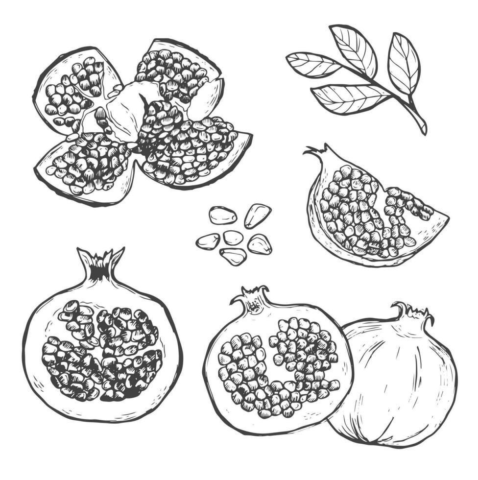 Pomegranate tropical fruits set. Hand drawn sketch vector illustration.