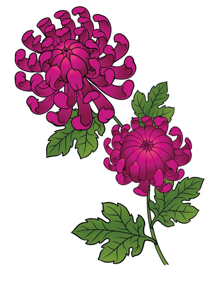 Hand Drawn Illustration of Chrysanthemum Flower vector