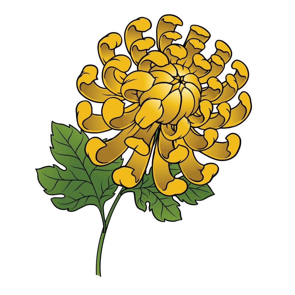 Hand Drawn Illustration of Yellow Chrysanthemum Flower with Leaves vector