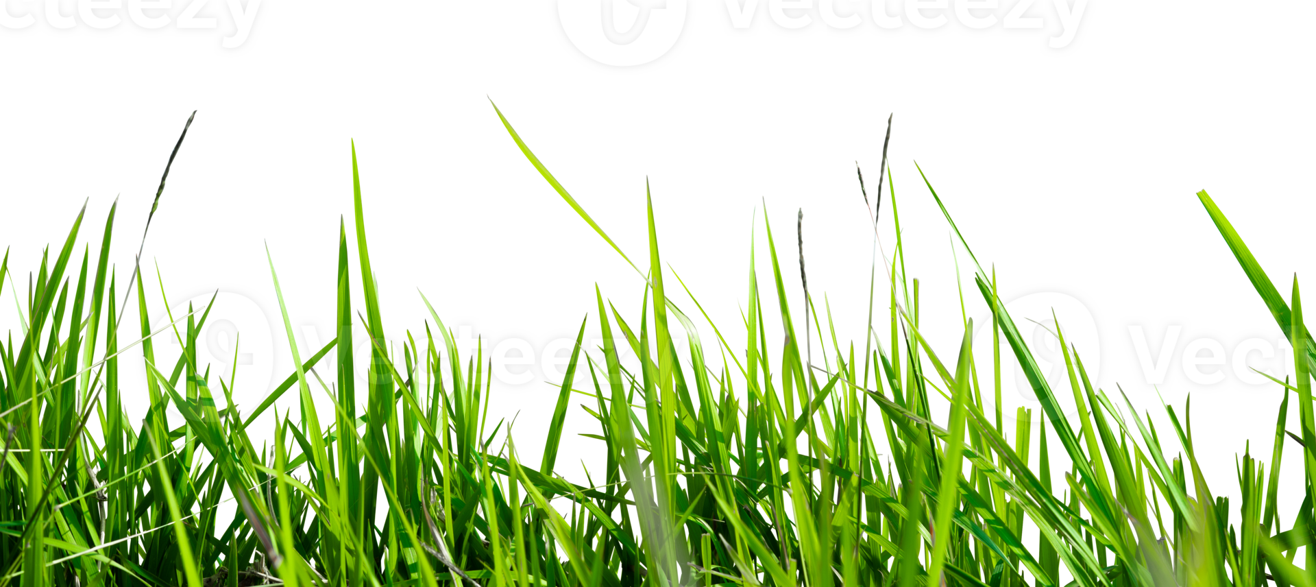 green grass isolated for border element png
