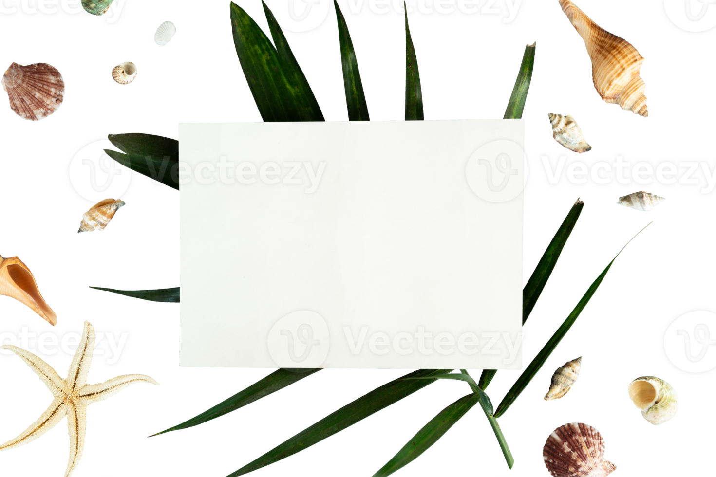 abstract paper copy space with shell and palm png