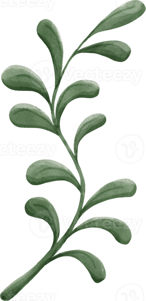 a green plant with leaves on a transparent background png