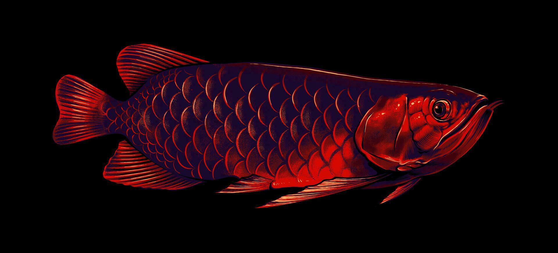 asiático rojo arowana ilustración prima vector