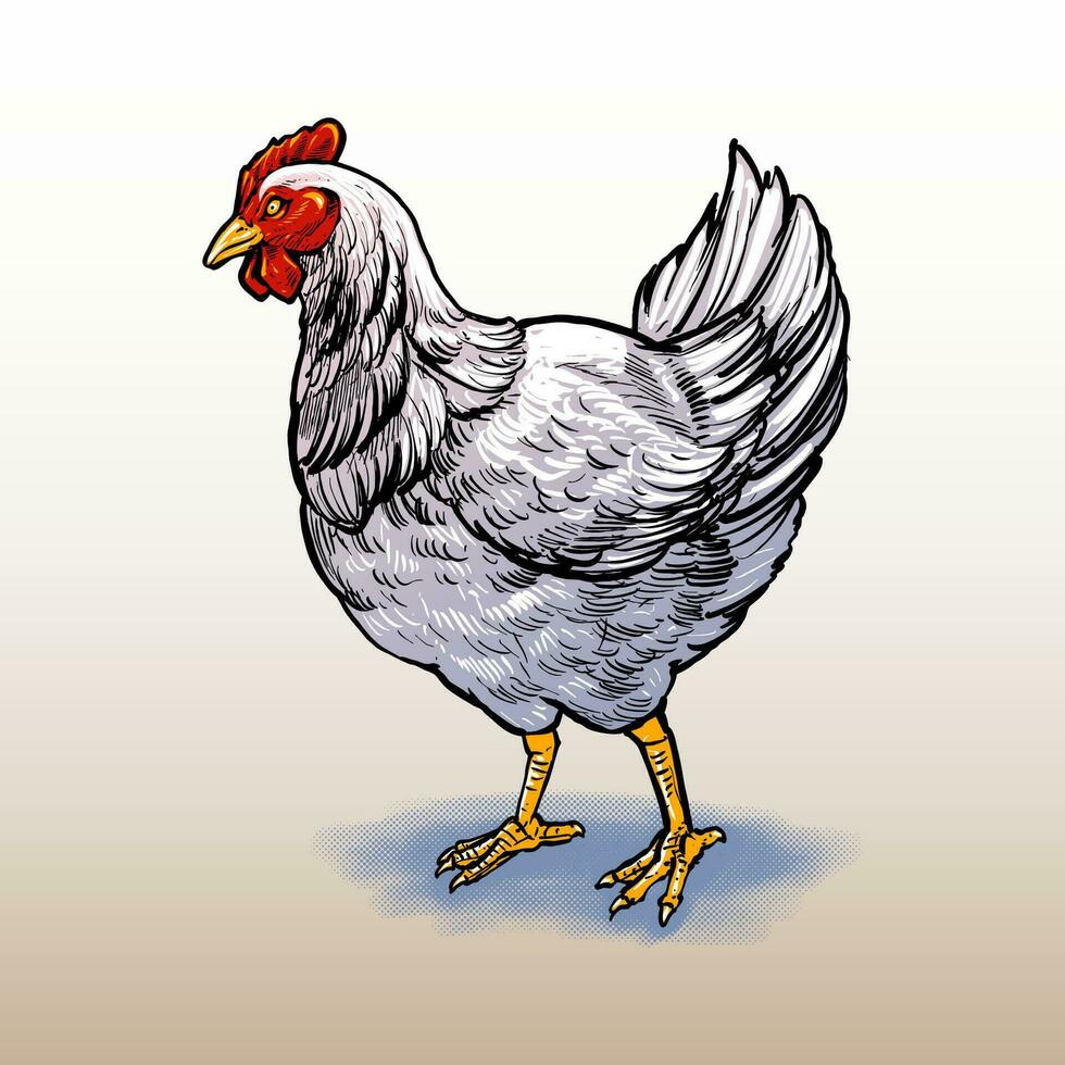 premium vector hen illustration