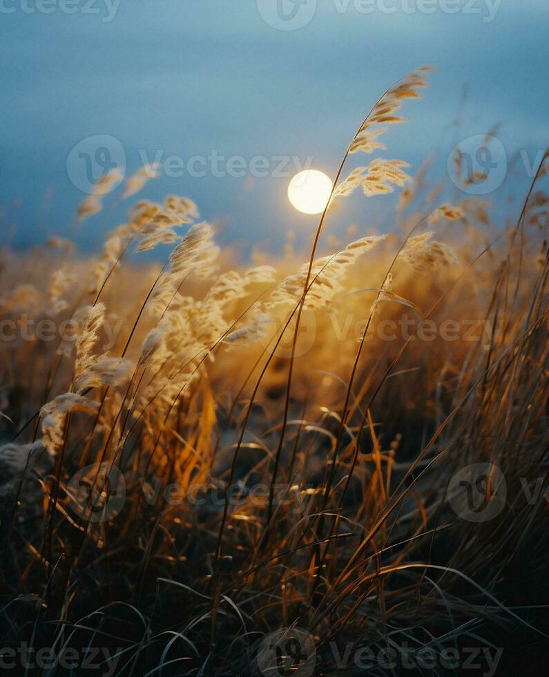 ai generado puesta de sol en un campo con cañas en el rayos de el ajuste Dom foto