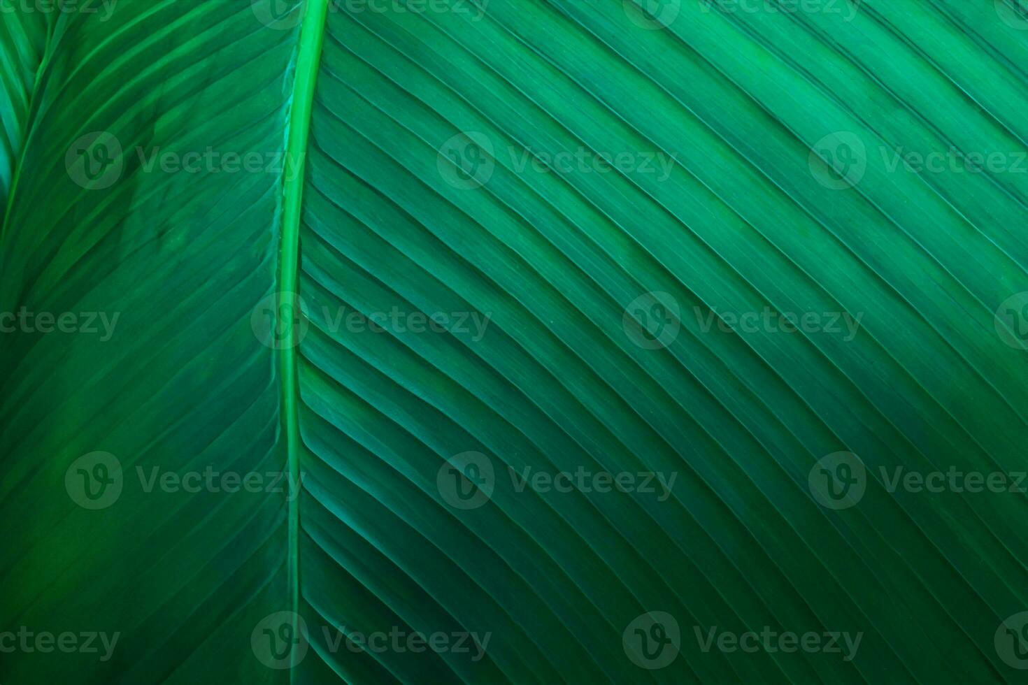 closeup banana leaf texture in garden, abstract green leaf, large palm foliage nature dark green background photo