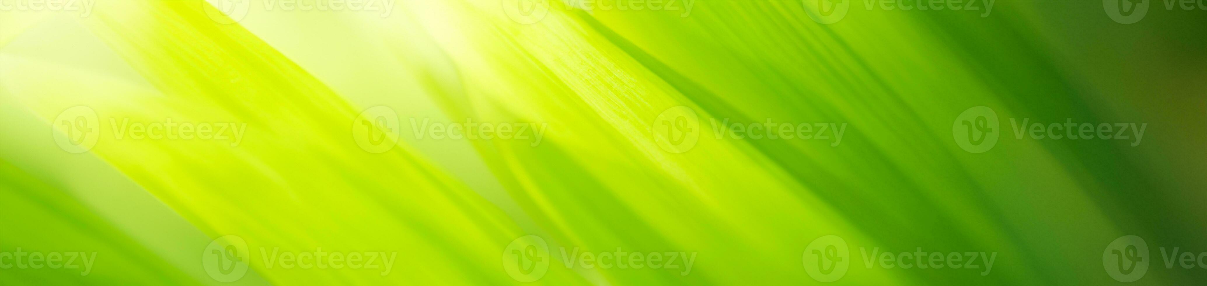 Nature of green leaf in garden at summer. Natural green leaves plants using as spring background cover page greenery environment ecology wallpaper photo