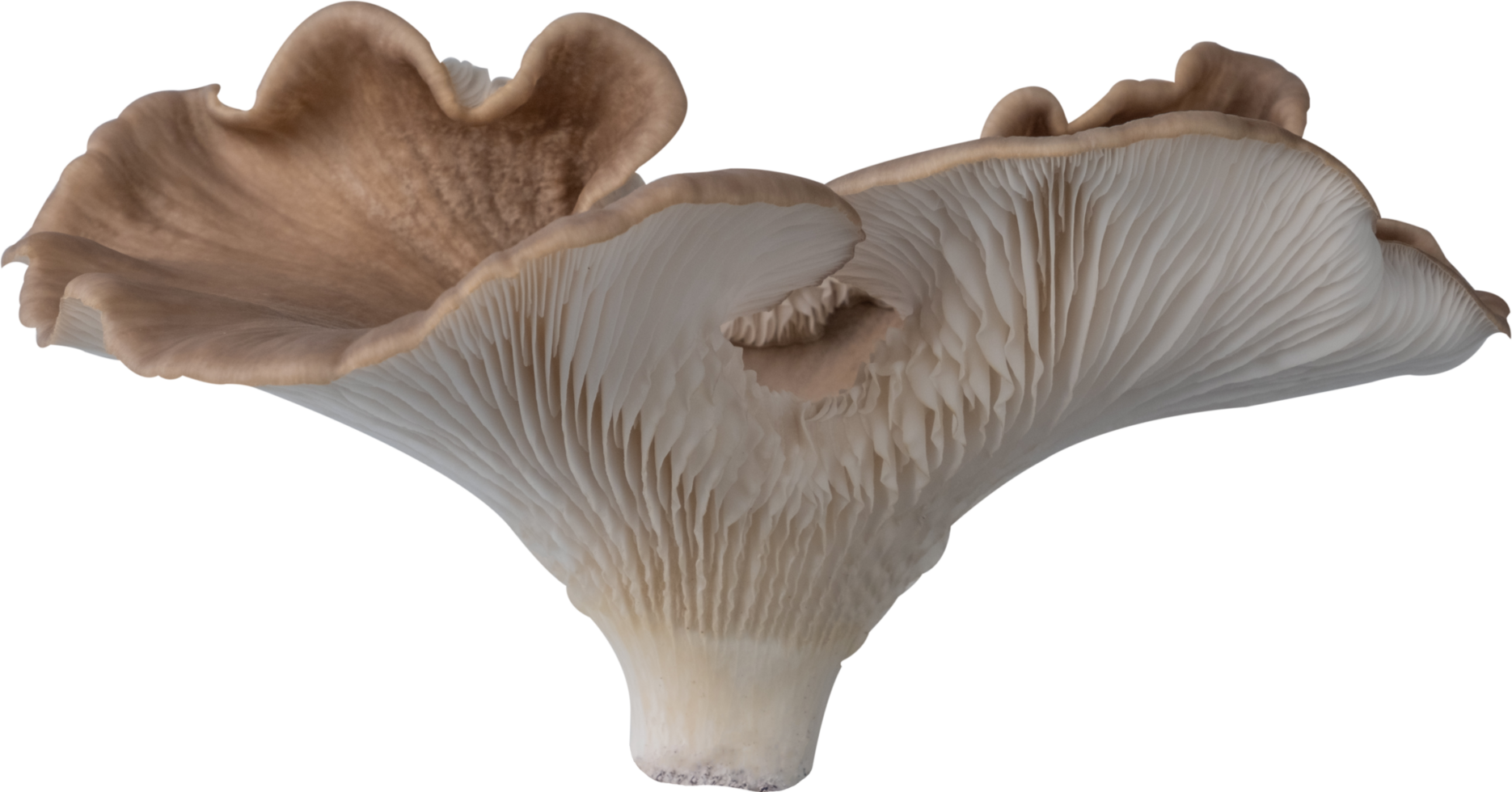 isolated oyster mushroom cutout on transparent background. png