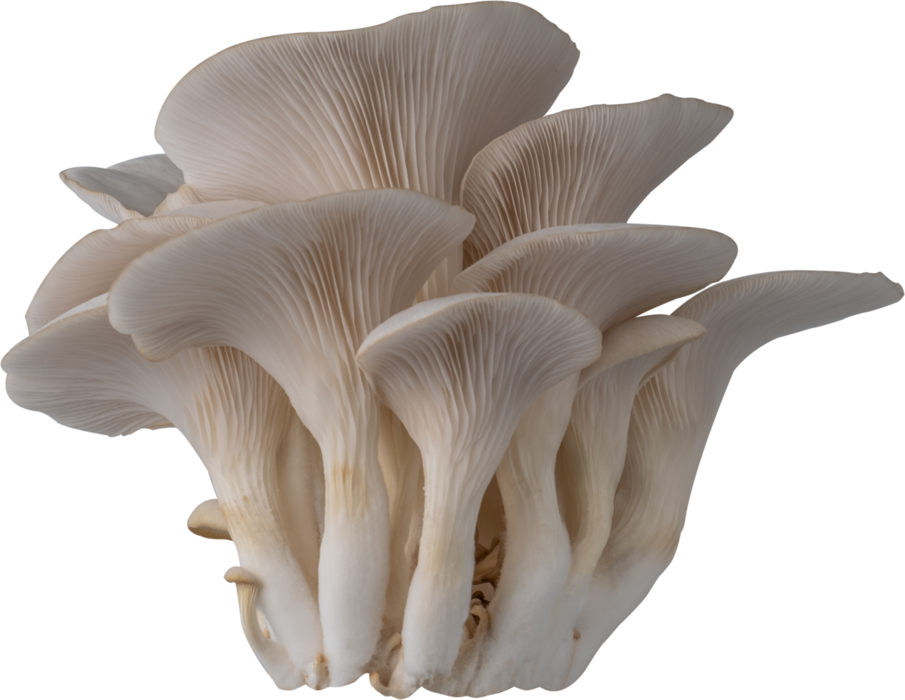 isolated oyster mushroom cutout on transparent background. png