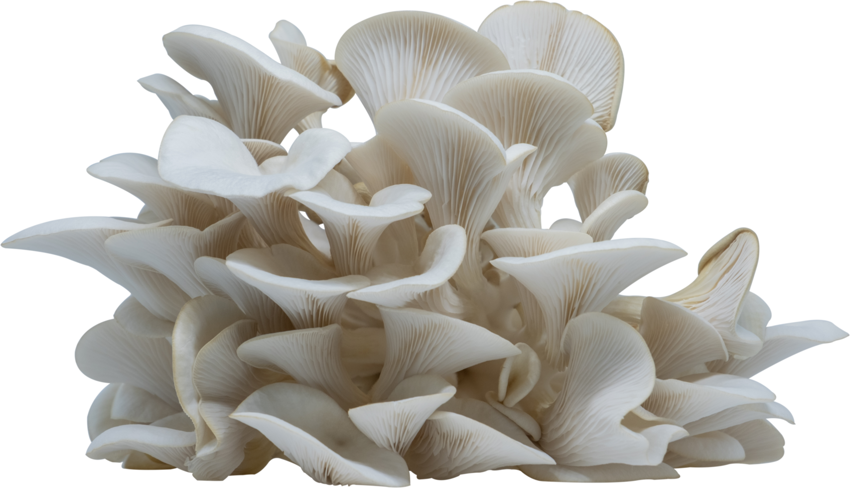 isolated oyster mushroom cutout on transparent background. png