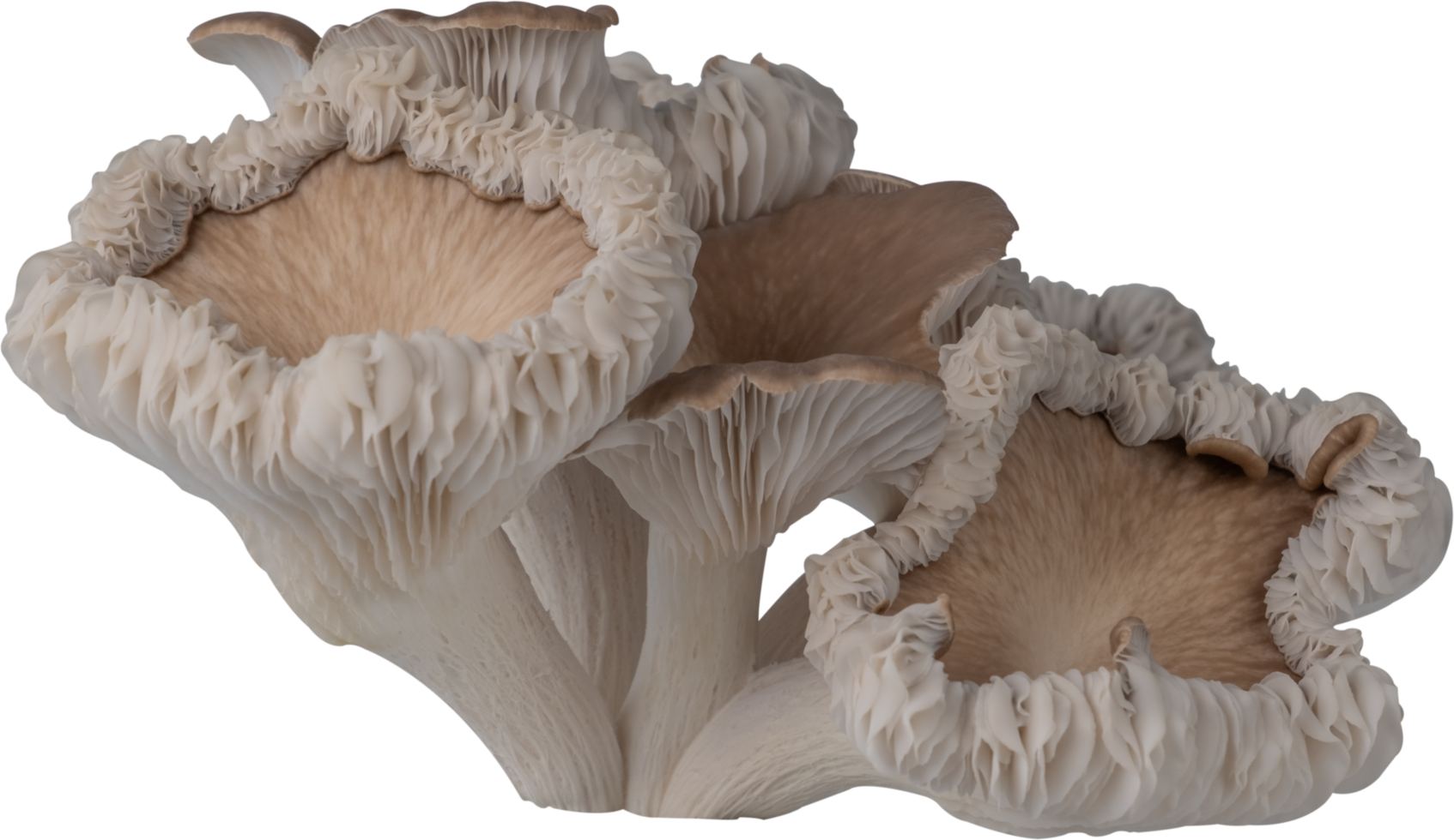isolated oyster mushroom cutout on transparent background. png
