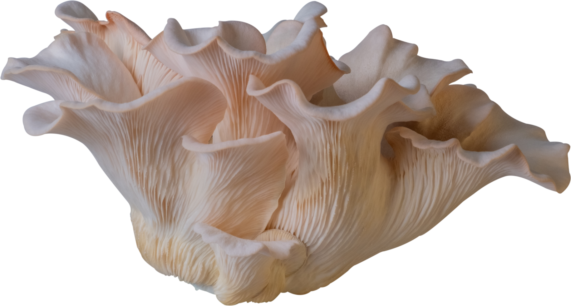 isolated oyster mushroom cutout on transparent background. png