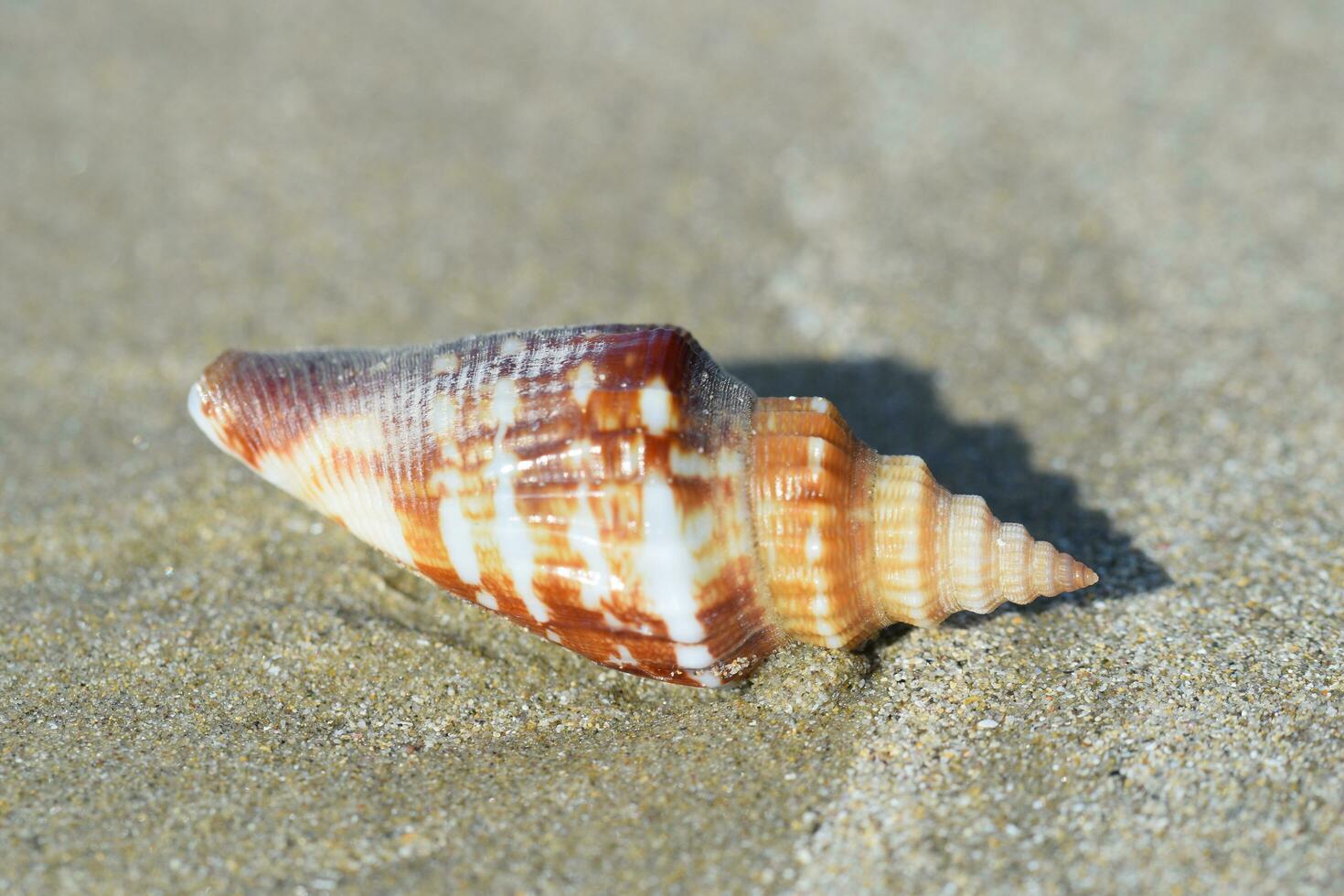 a shell on the beach with sand on it photo