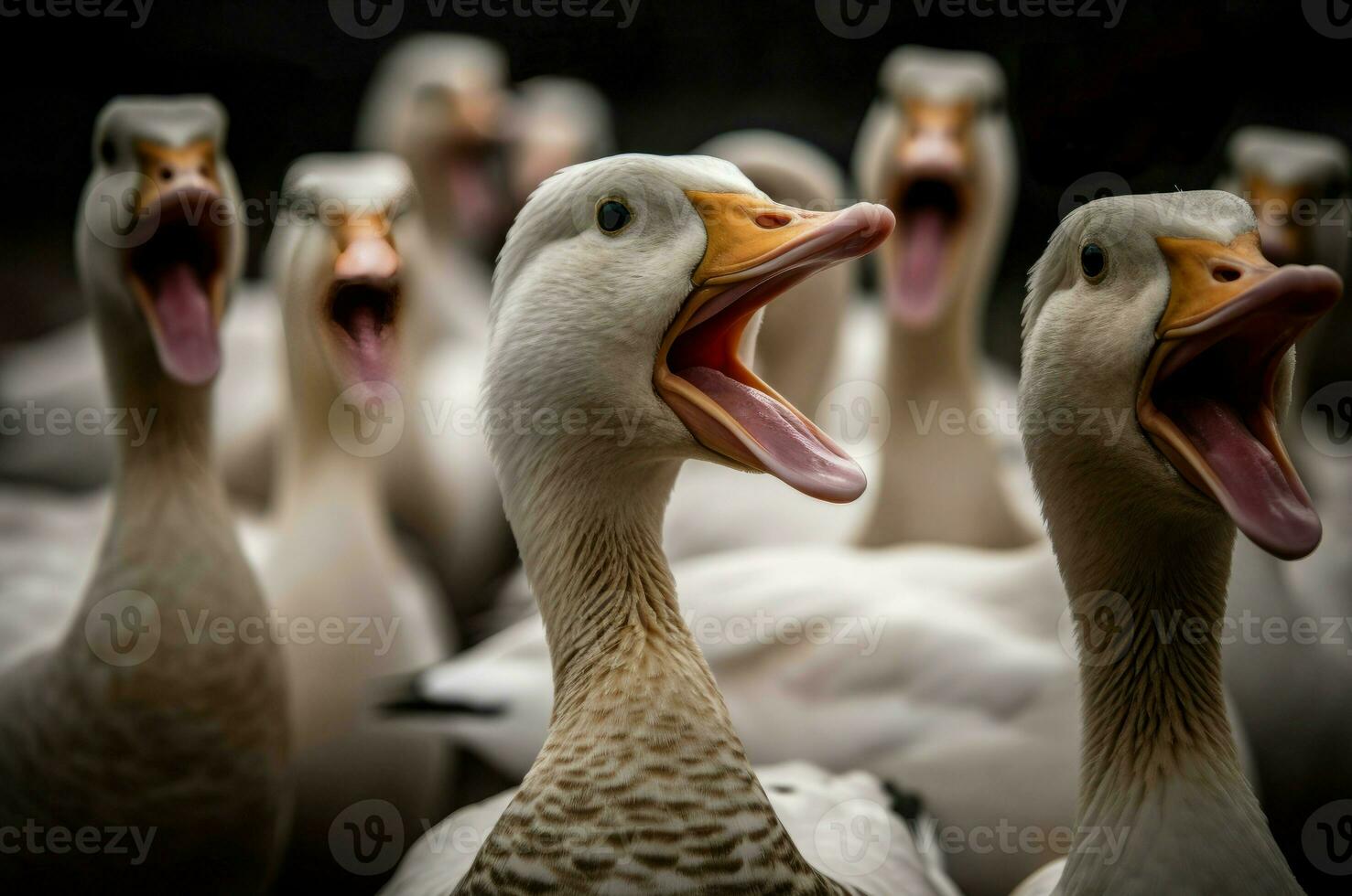 AI generated Screaming domestic birds. Generate AI photo