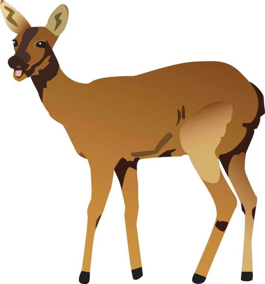 Isolated Deer animal vector