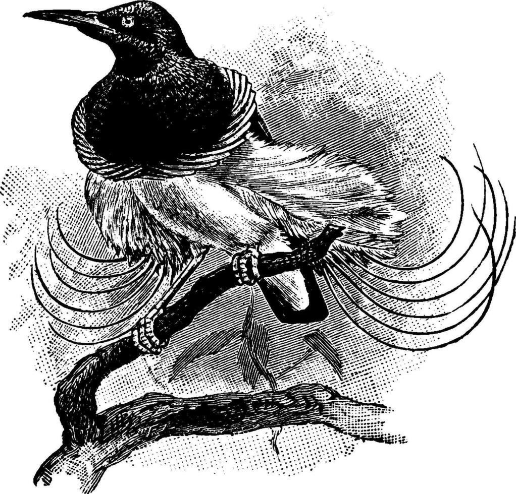 Twelve Wired Bird Paradise black yellow vintage illustration line drawing engraving engraved black white art vector