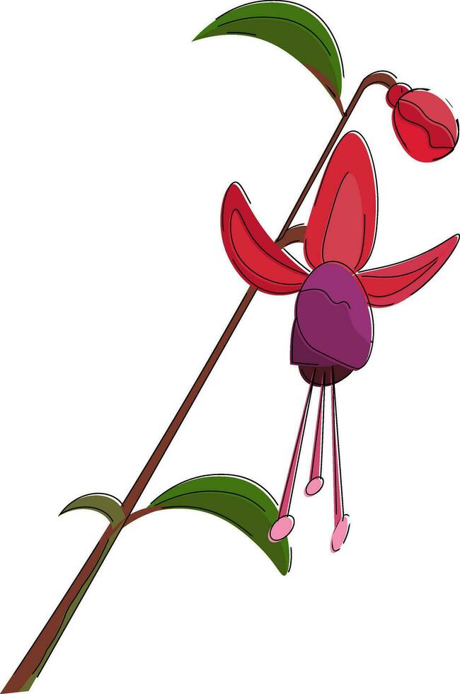 fuchsia flower vector