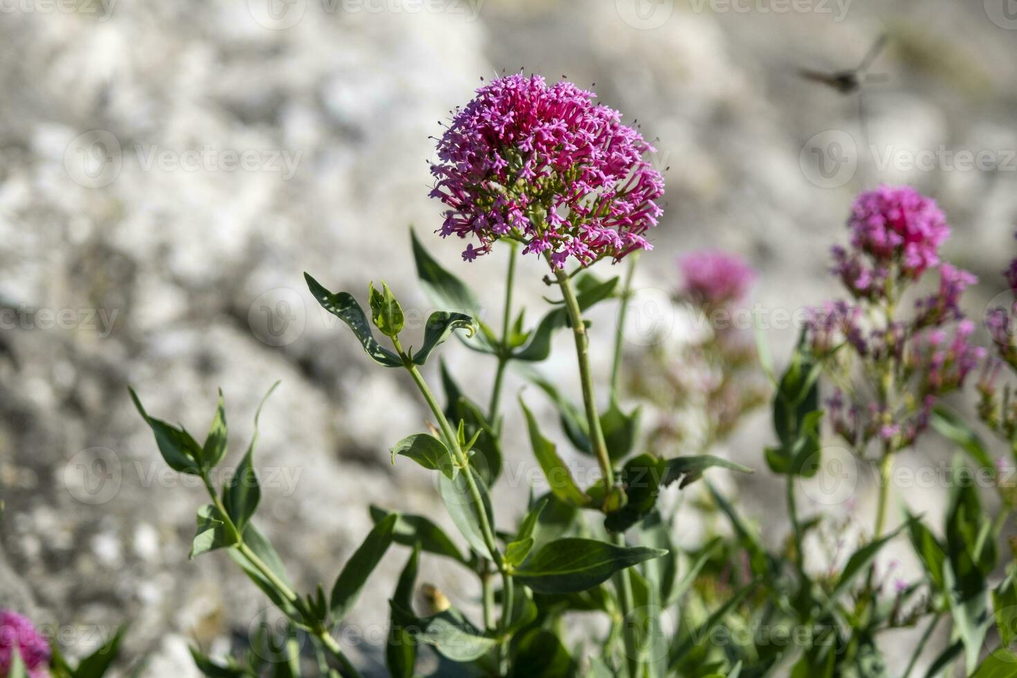 valerian rubra flower blooming photo