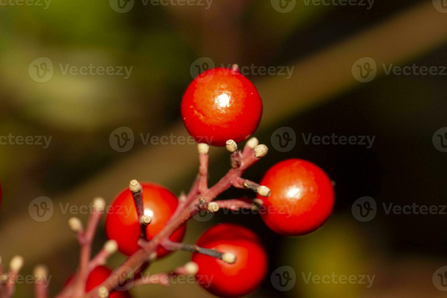 red berries on shrub. High quality photo