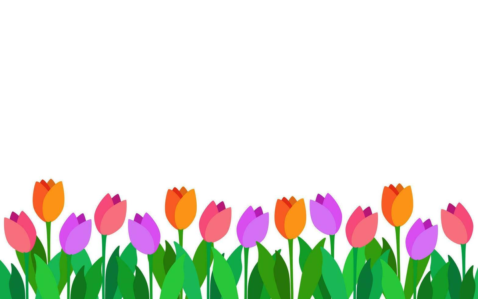 Spring vector background with tulips along the bottom edge. Colored tulips on a white background. Background for postcard, invitation, congratulation and banner.