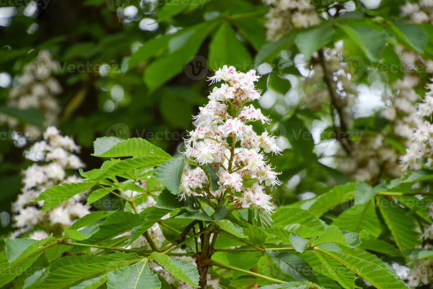 Flowering chestnut horse. White bunches of chestnut flowers. photo