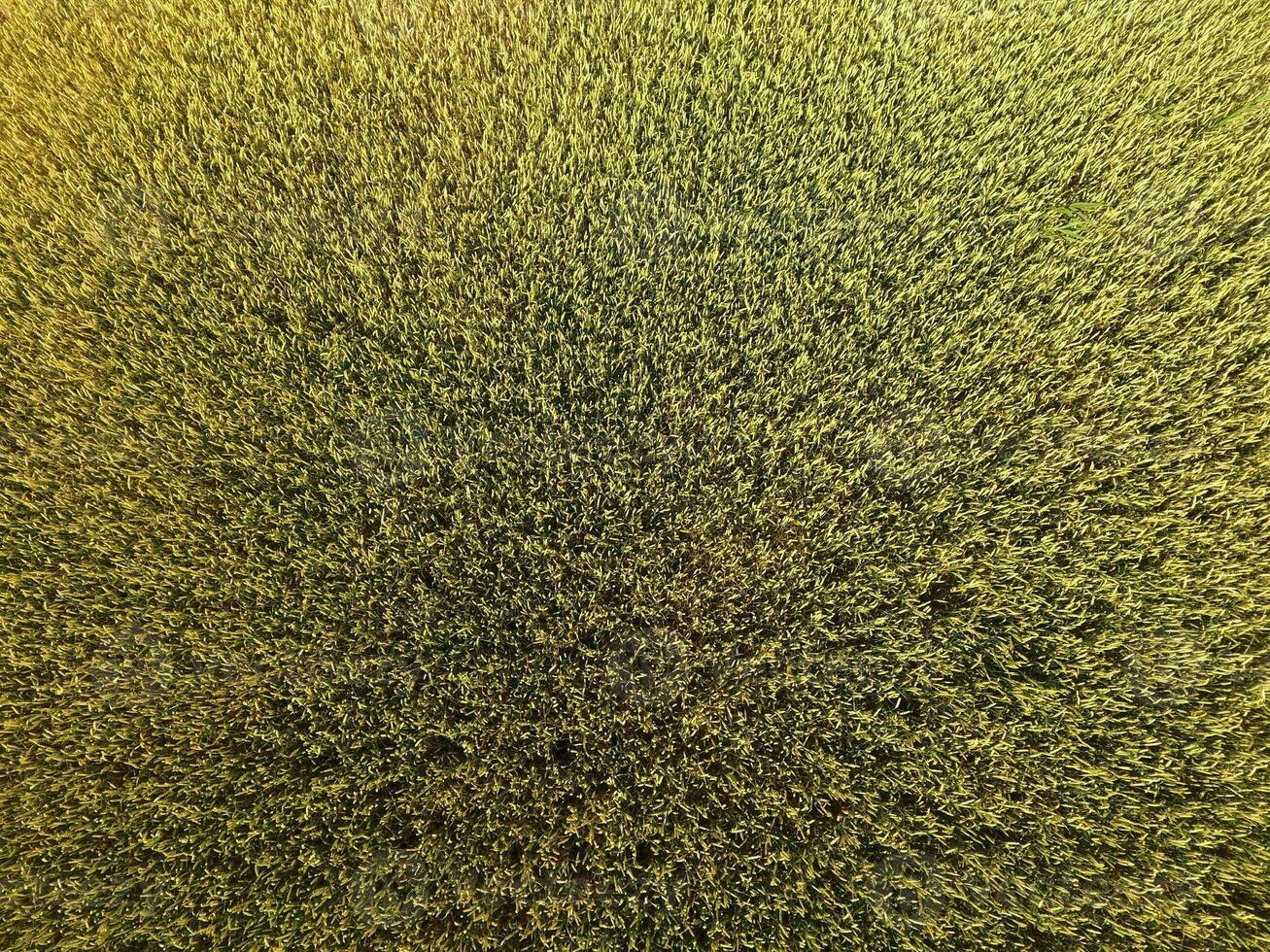Ripening wheat. Green unripe wheat is a top view. Wheat field photo