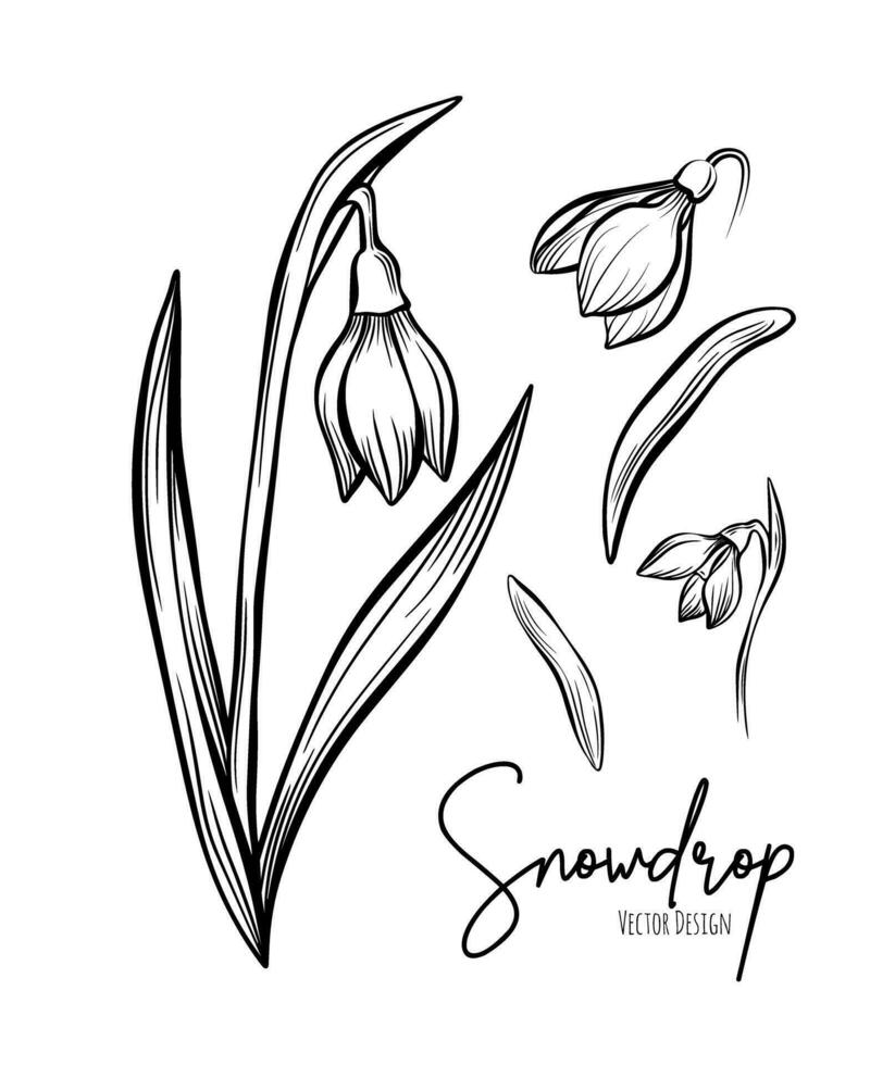 Line art set of snowdrop botanical illustration. Flower floral group or wedding invitation and cards, logo design, web, social media and poster, template, advertisement, beauty and cosmetic industry. vector