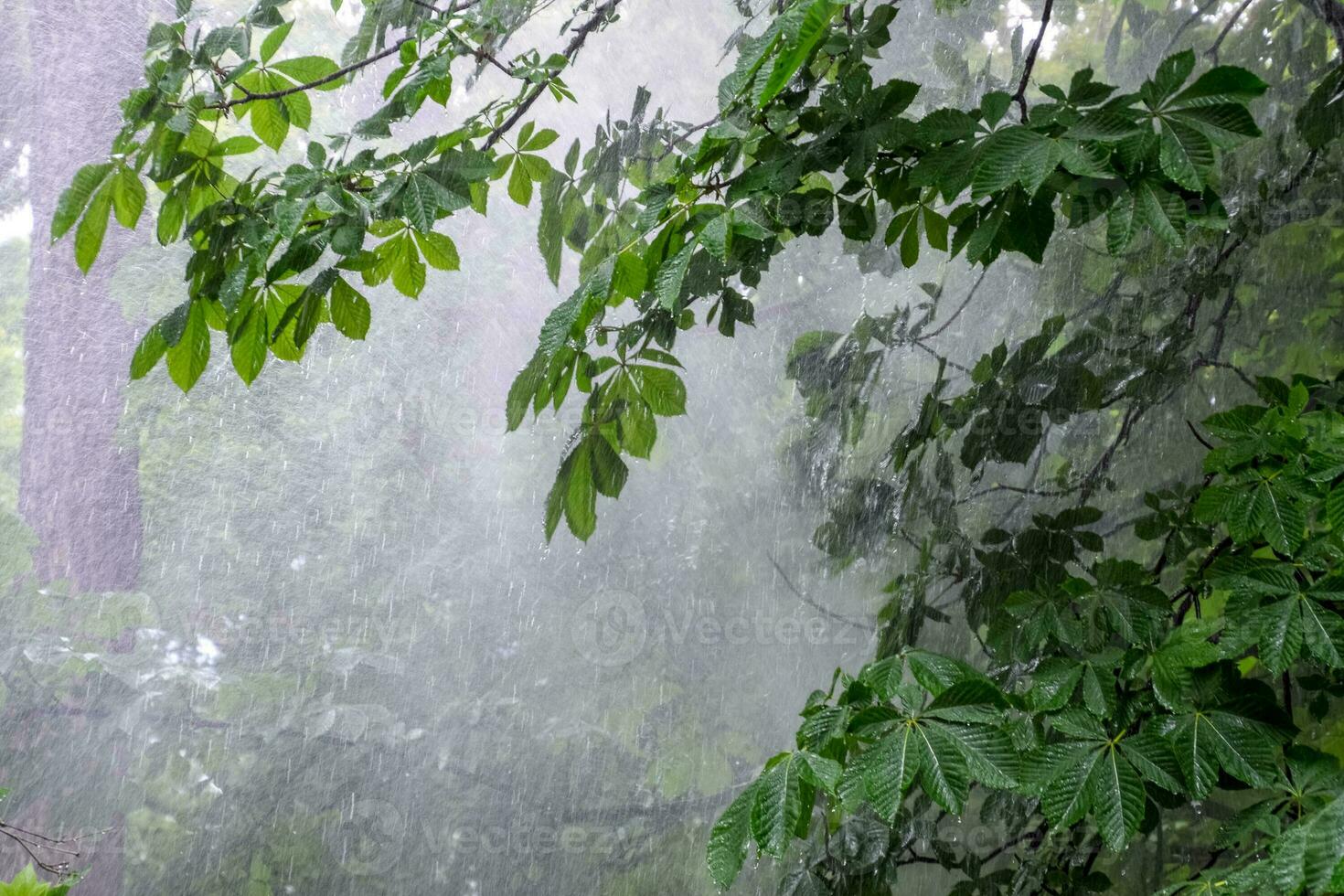 Chestnut tree in the park, chestnut tree in rain. photo