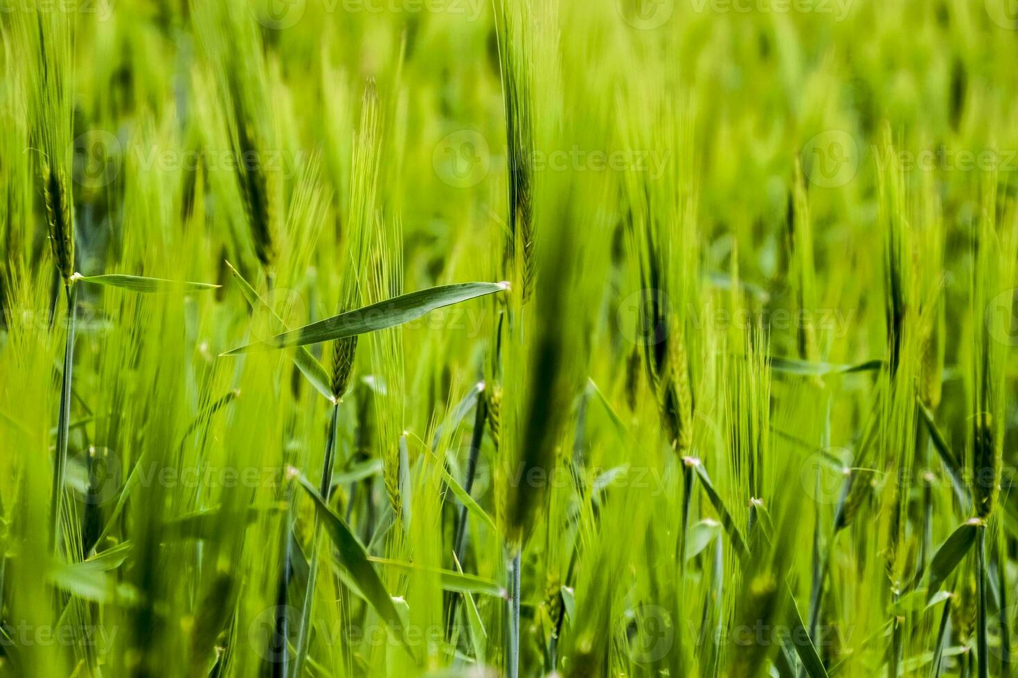 field of green immature barley. Spikelets of barley. The field is barley, Rural landscape. photo
