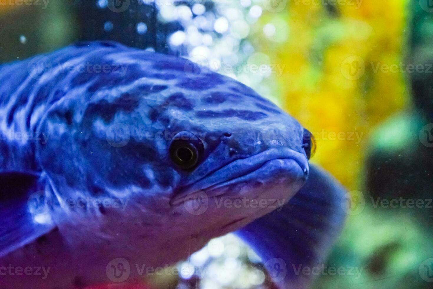 Fish in the aquarium of aquarium, photo