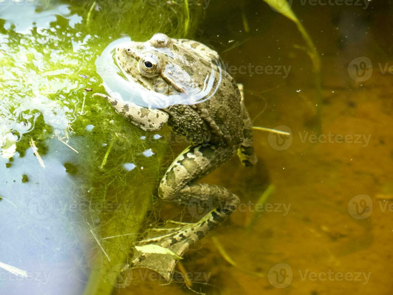 el verde rana. el anfibio rana es común. foto