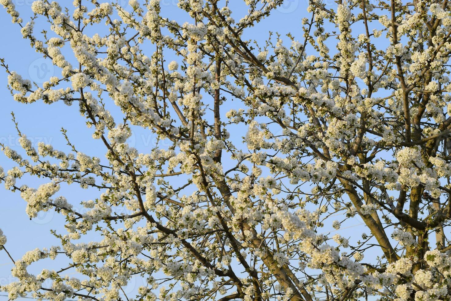 Prunus avium Flowering cherry. Cherry flowers on a tree branch photo