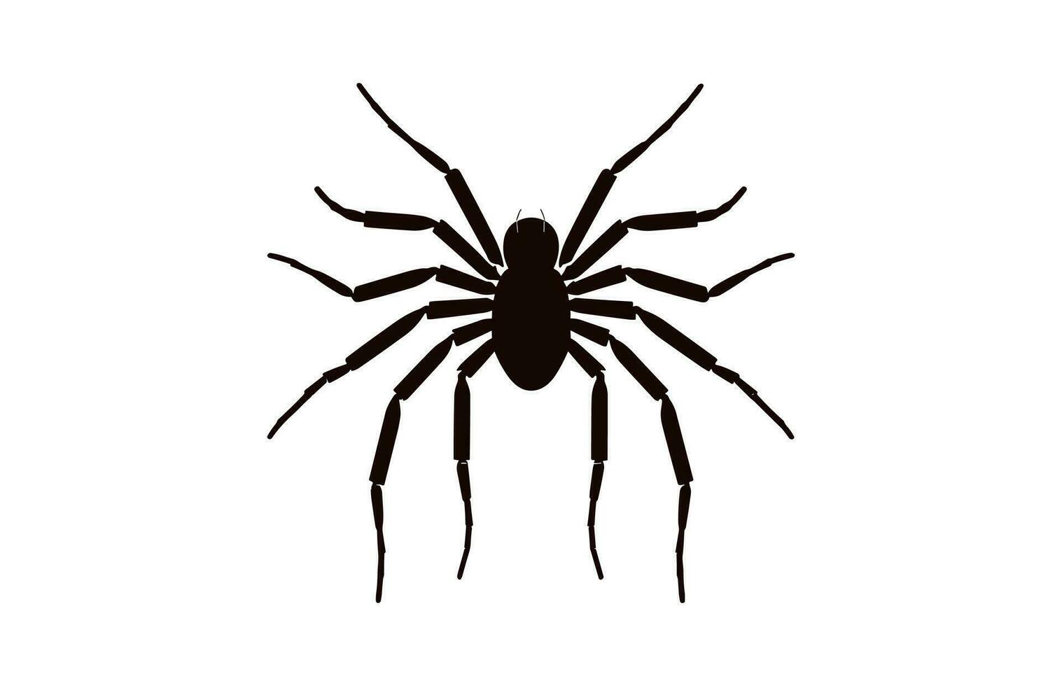 A Spider vector black silhouette isolated on a white background