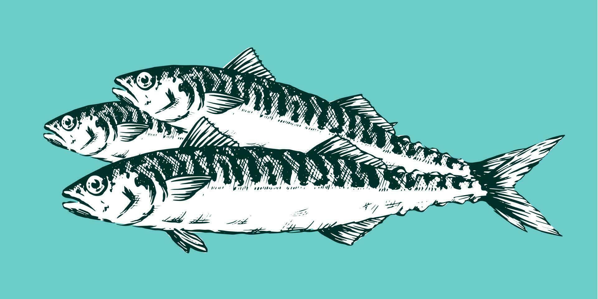 Realistic hand Drawn Illustration a Group of mackerels, Scomber, still life on blue background vector