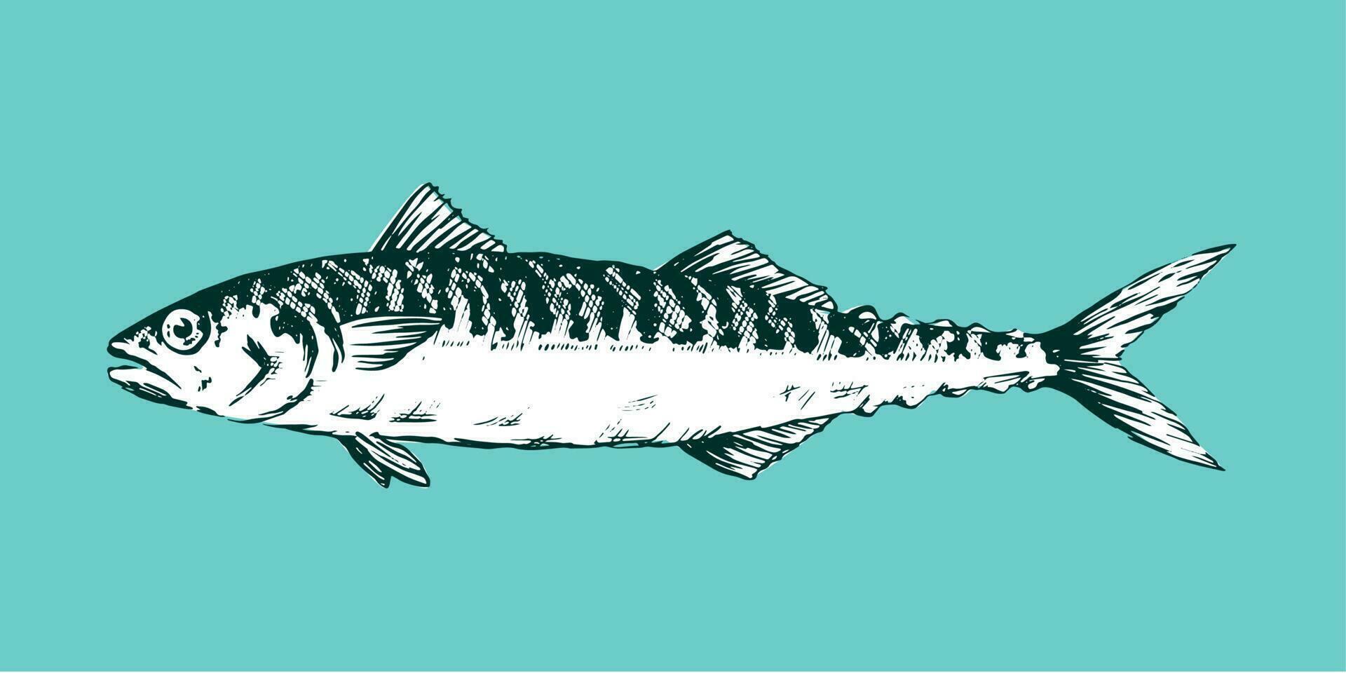 Realistic Hand Drawn Illustration a Mackerel, Scomber, Black and white on blue background vector
