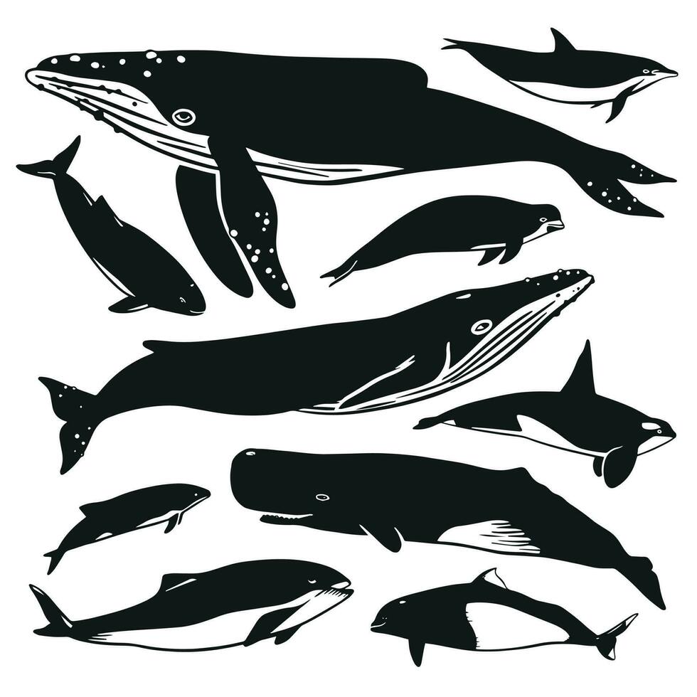 Set of vector whales and dolphins. Hand drawn illustration