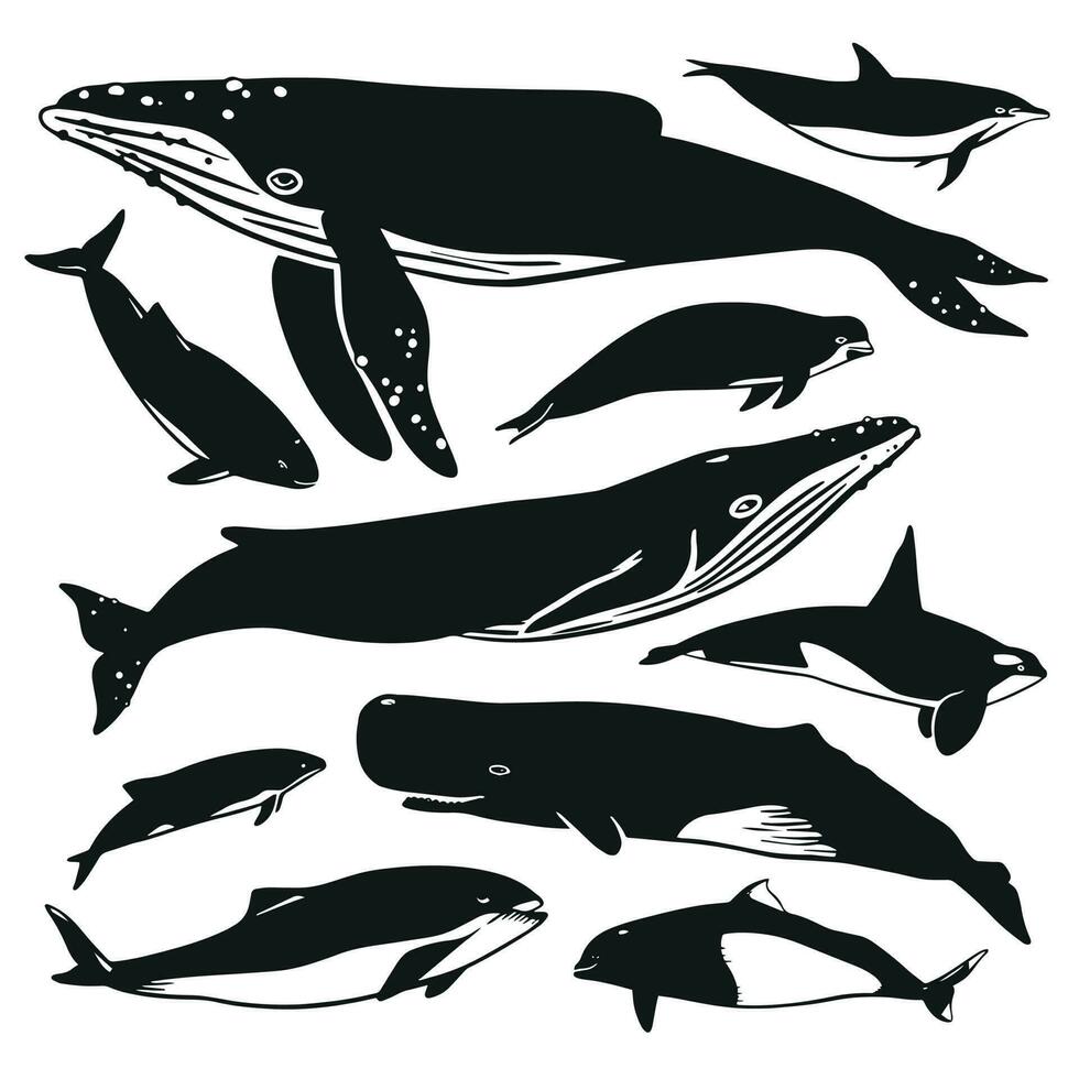 Set of vector whales and dolphins. Hand drawn illustration