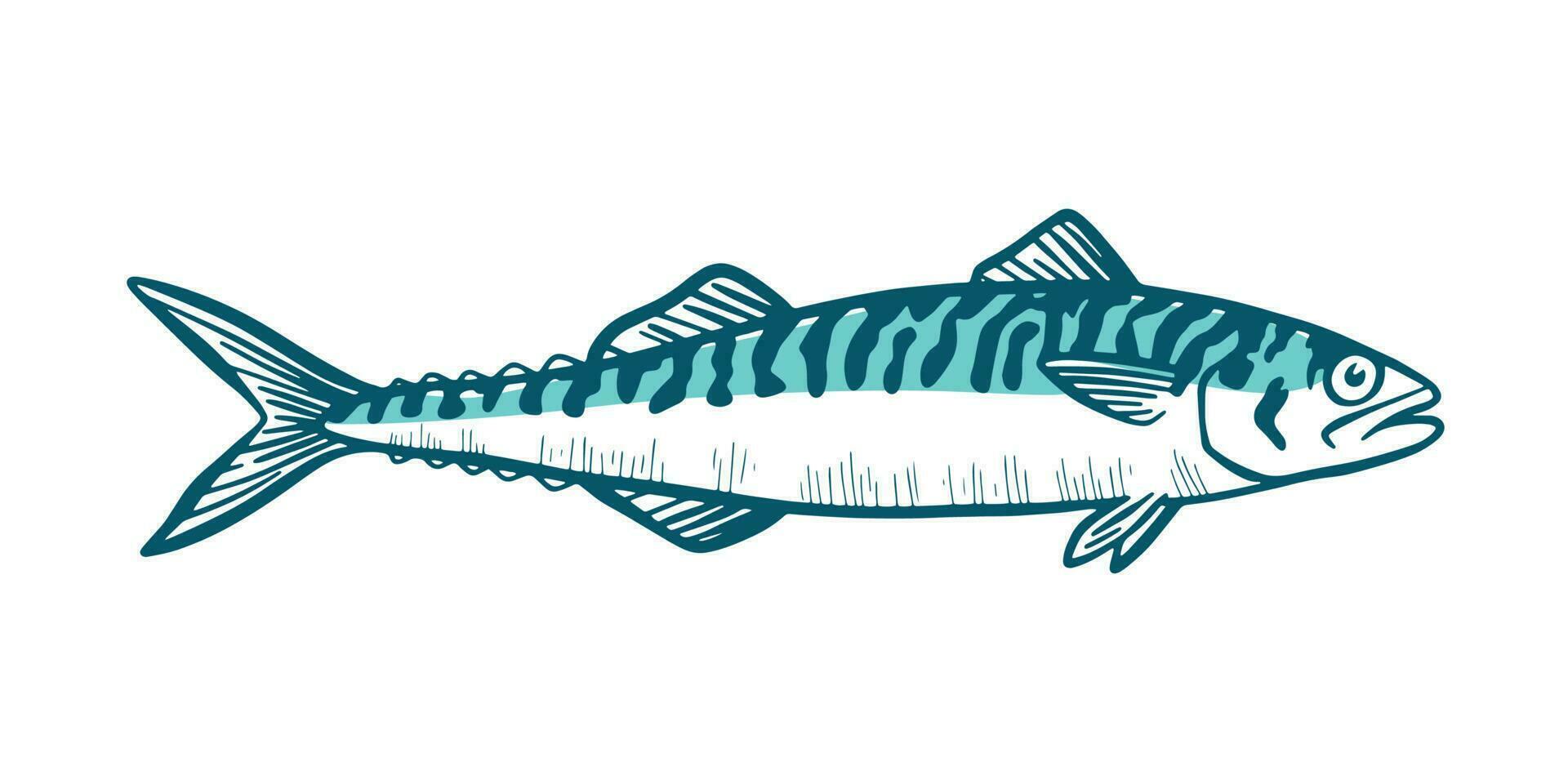 Hand Drawn Illustration of a Blue Mackerel vector