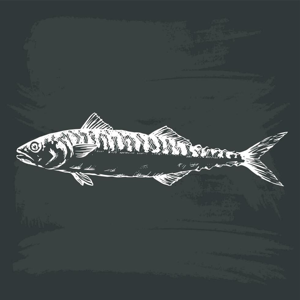Hand Drawn Illustration of a Blue Mackerel, Scomber, on blackboard vector