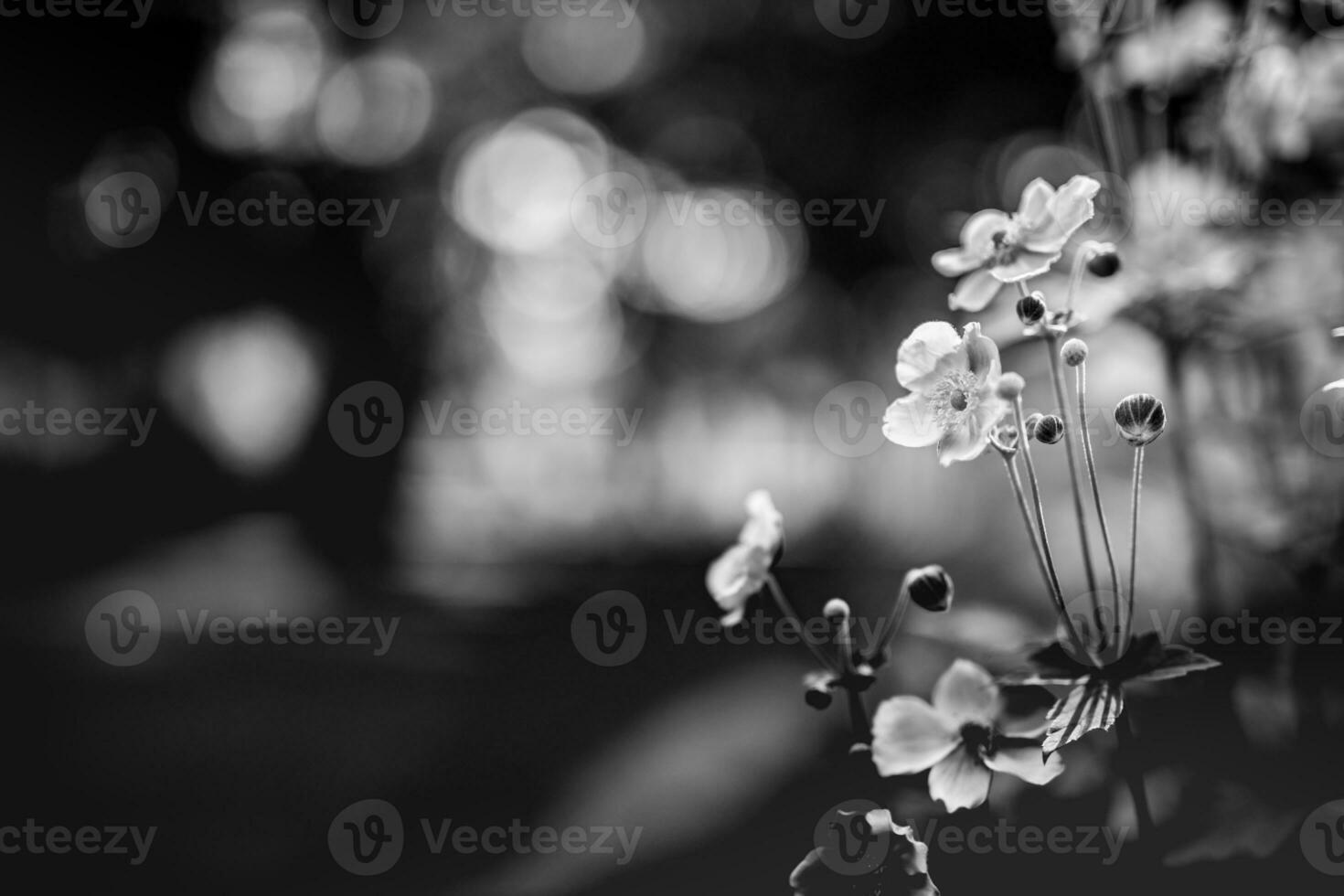 Closeup of white daisy on artistic background with soft focus. Black and white spring autumn floral backdrop with blurred nature park. Soft sunlight, dramatic nature scene photo