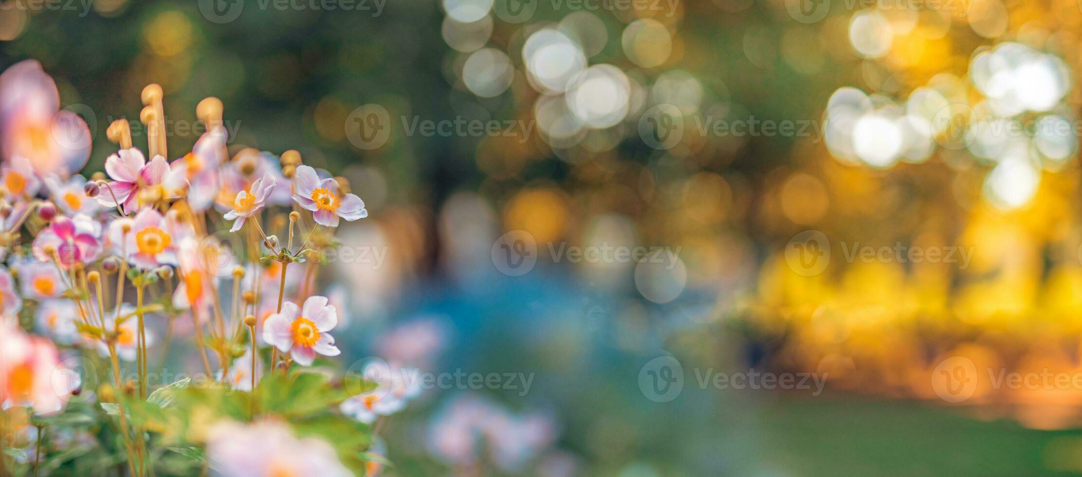 Beautiful wild flowers purple wild floral garden in morning haze in nature close-up macro. Landscape wide format, landscape banner as artistic image. Relaxing, romantic blooming flowers, love romance photo