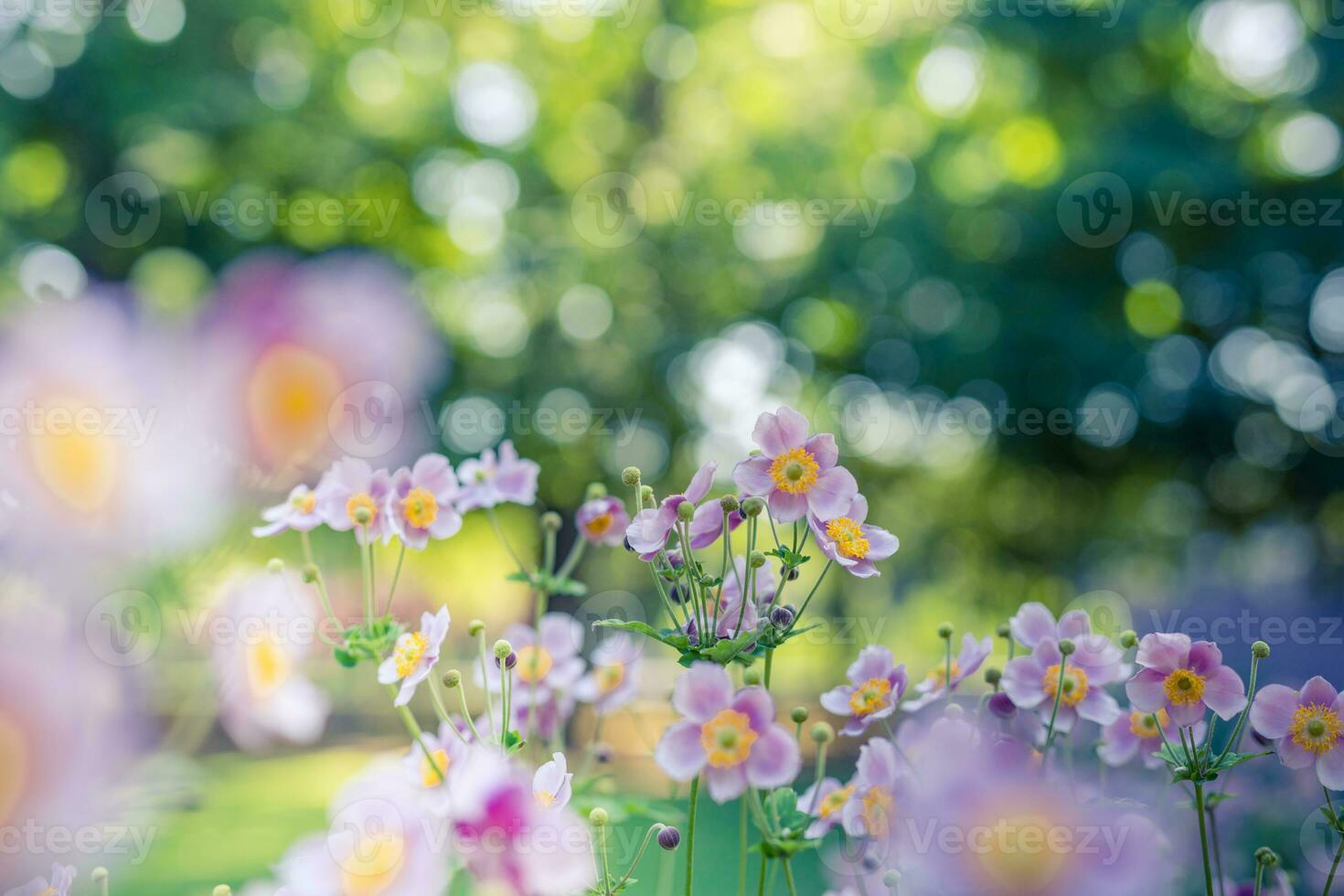 Spring forest landscape purple flowers primroses on a beautiful blurred background macro. Floral nature background, summer spring background. Tranquil nature close-up, romantic love flowers photo