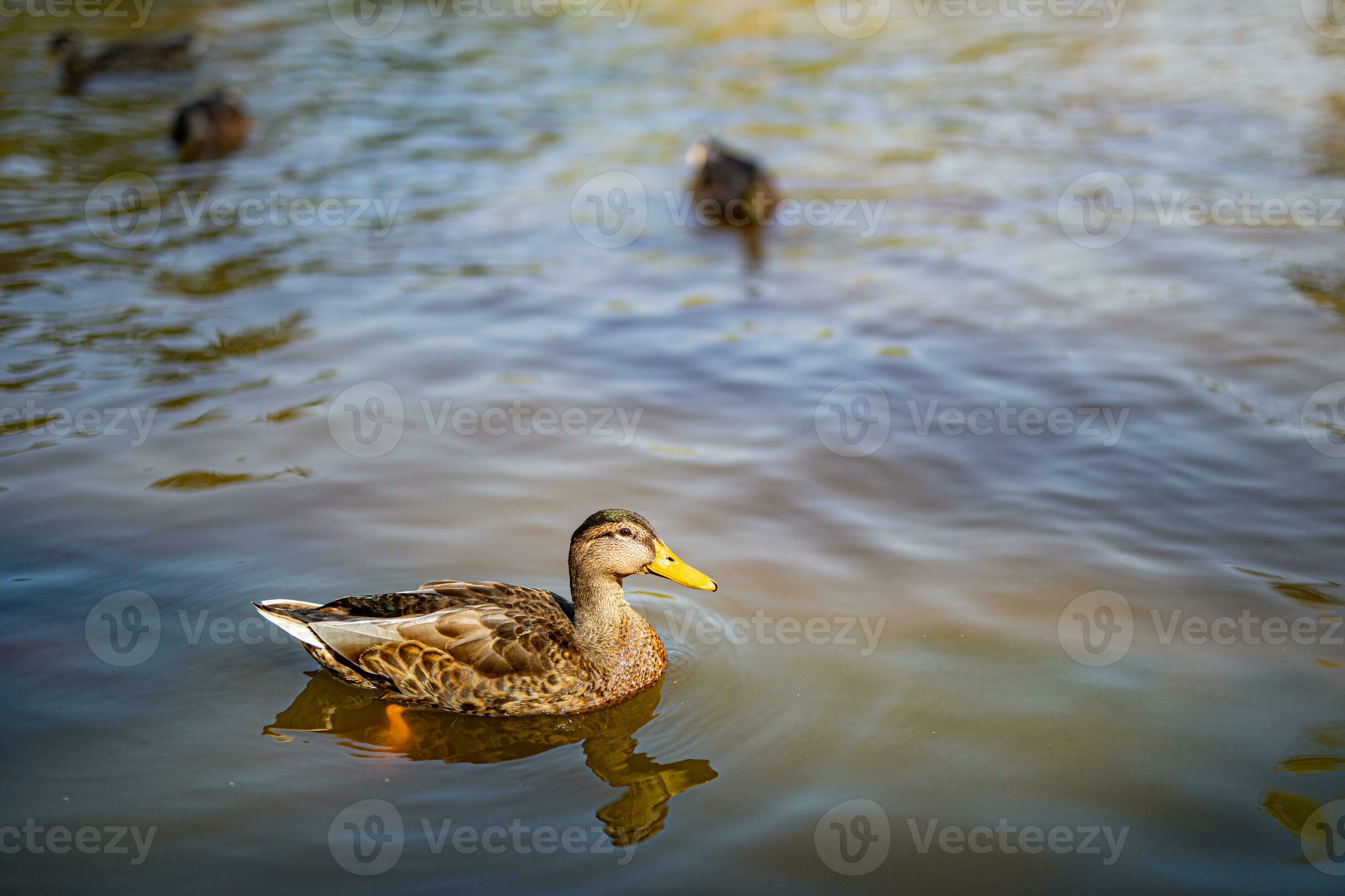 Ducks on the pond in the park. Wild ducks are reflected in the lake