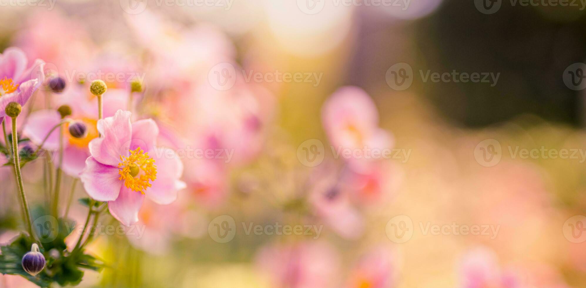 hermosa salvaje flores púrpura salvaje floral jardín en Mañana calina en naturaleza de cerca macro. paisaje amplio formato, paisaje bandera como artístico imagen. relajante, romántico floreciente flores, amor romance foto