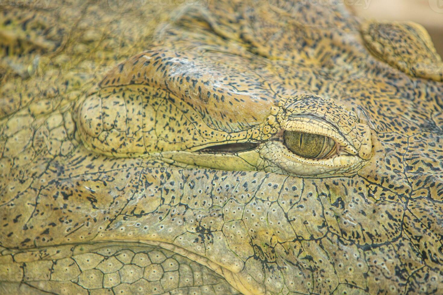 Alligator or crocodile concept. Eye of alligator and teeth on head. Eye is bright golden beautiful color. Crocodile is dangerous animals and large aquatic reptiles. Animal portrait with eyes and skin photo