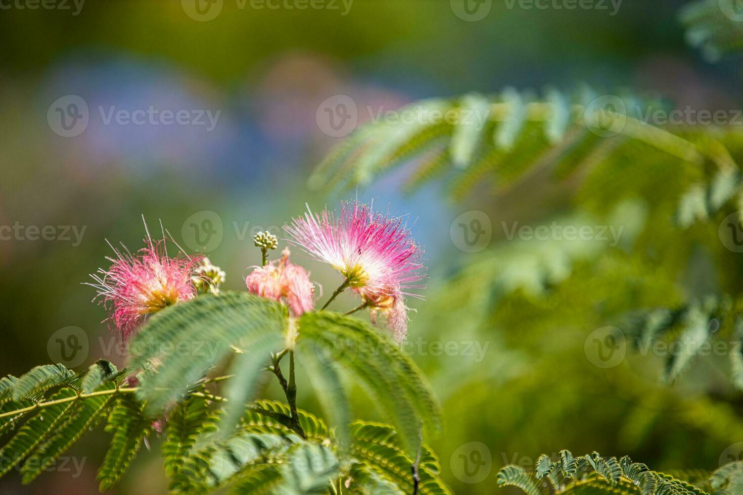 Samanea saman flower, Persian Silk Tree , Mimosa, pink blooms photo