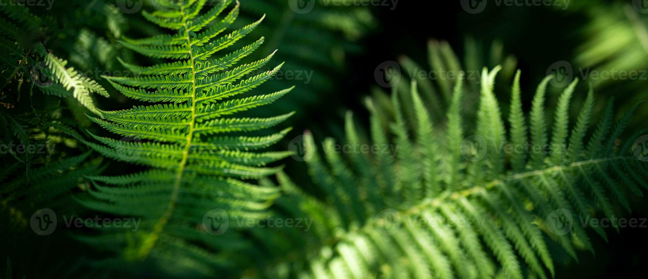 Beautiful abstract nature background. Tranquil relaxation fresh green ferns in summer forest. Top view natural panoramic closeup. Sunshine flora as outdoors environment lush foliage. Spring botany photo